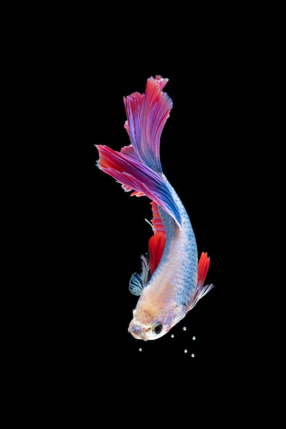 Close up art movement of red and blue Betta fish