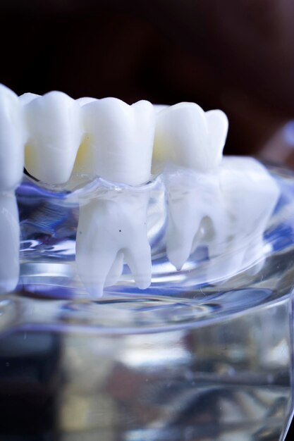 Foto prossimo piano di denti artificiali