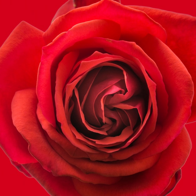 Foto petali artistici del primo piano della rosa rossa