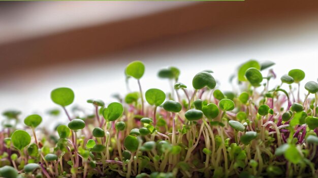 Foto primo piano del microverde di rucola concetto di superalimento biologico stile di vita sano generato con l'intelligenza artificiale