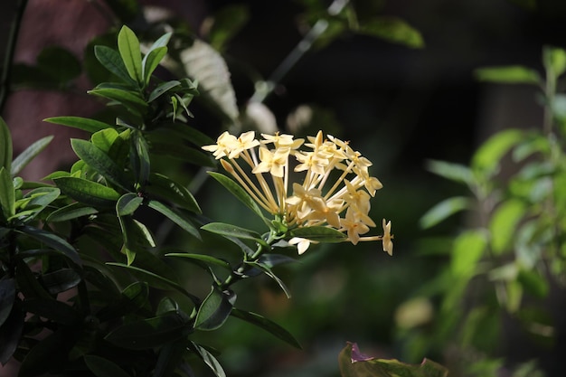 Close up of Ashoka (Saraca asoca) flower in yellow color