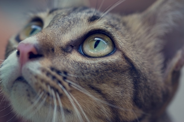 Close up of a asian cats eyes