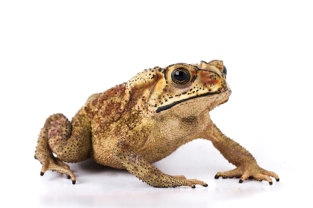 Close-up of Asian common toad