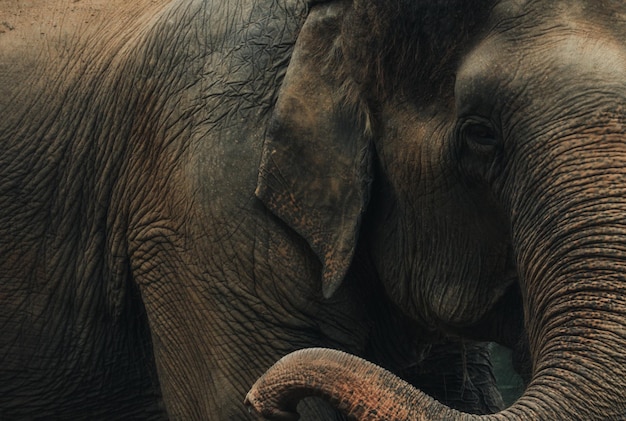 Close-up asian elephant in nature