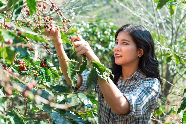 Primo piano donne asiatiche che raccolgono bacche di caffè sulla pianta del caffè