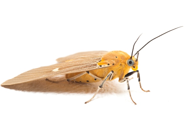 Close-up of Asota heliconia butterfly