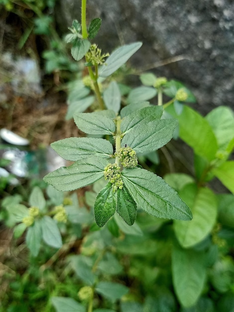 Close up of asthma weed plant