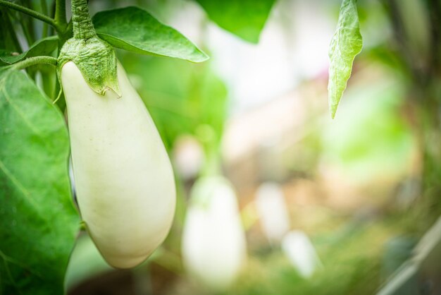 Close-up aubergine plant