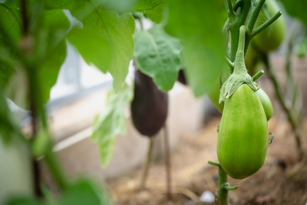 Close-up aubergine plant