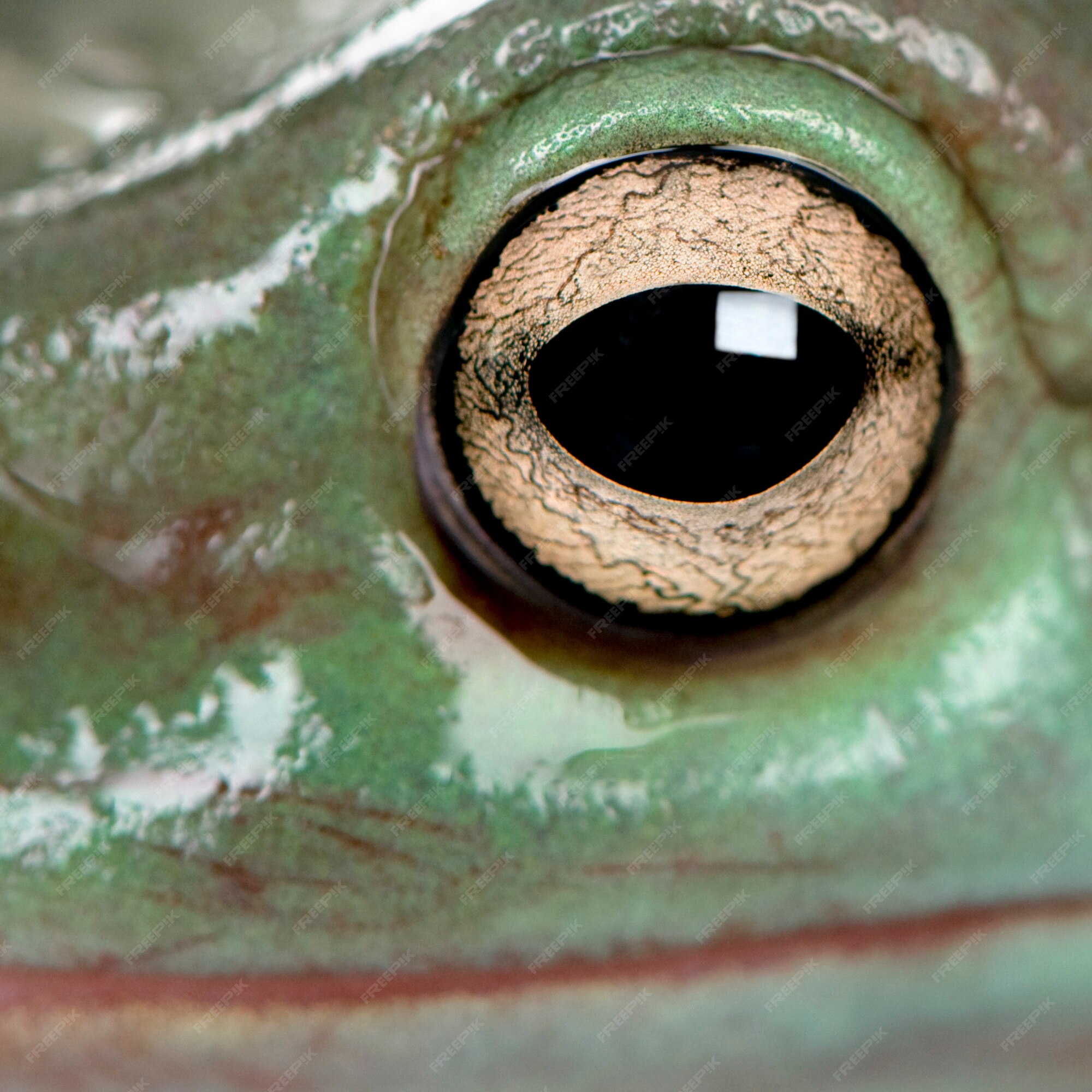 Premium Photo | Close-up of Australian Green Tree Frog, Litoria caerulea