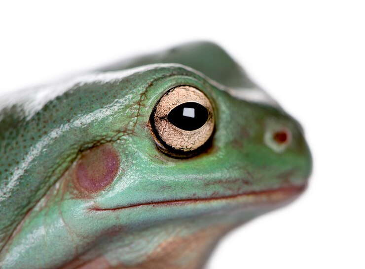호주 녹색 나무 개구리, Litoria caerulea의 클로즈업