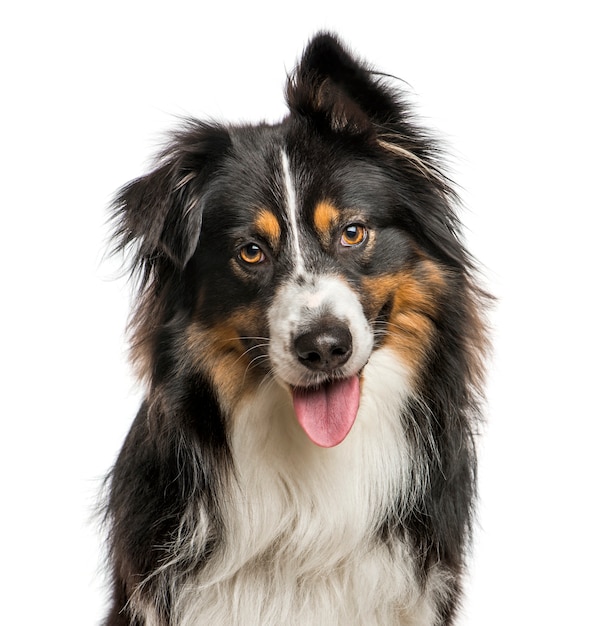 Close-up of Australian Shepard with one ear up