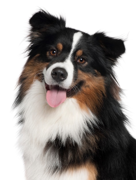 Close-up of Australian Shepherd dog, 2 years old,