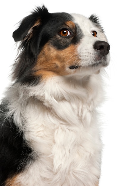 Close-up of Australian Shepherd dog, 6 years old,