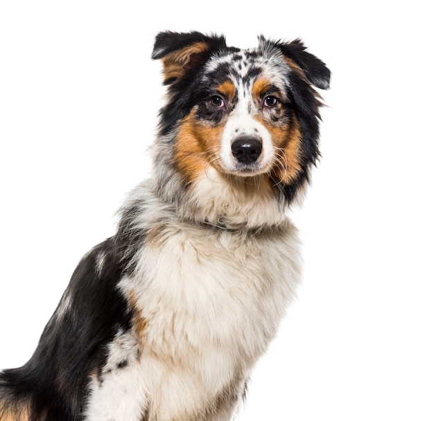 Close-up of a Australian shepherd Dog wearing a collar