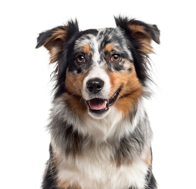 Close up of an Australian Shepherd looking at the camera isolated on white