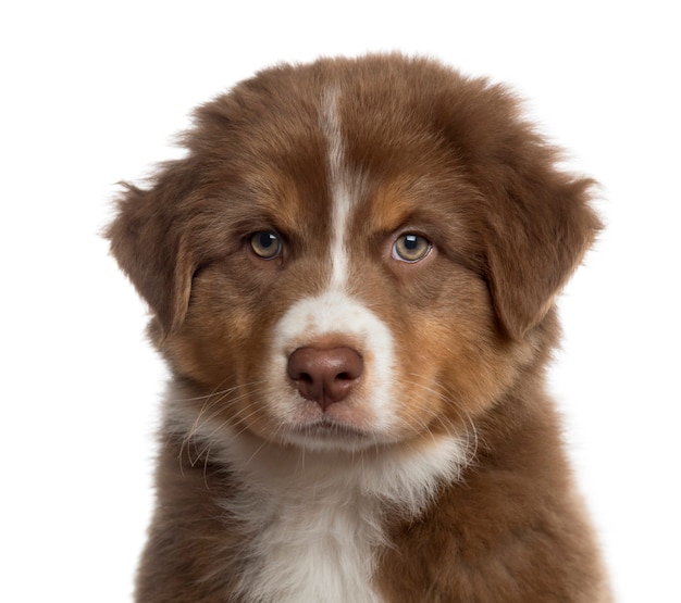 Close up of an Australian shepherd puppy looking at the camera isolated on white