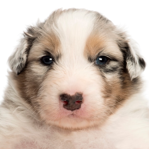 Close-up of an Australian Shepherd puppy, portrait against white background