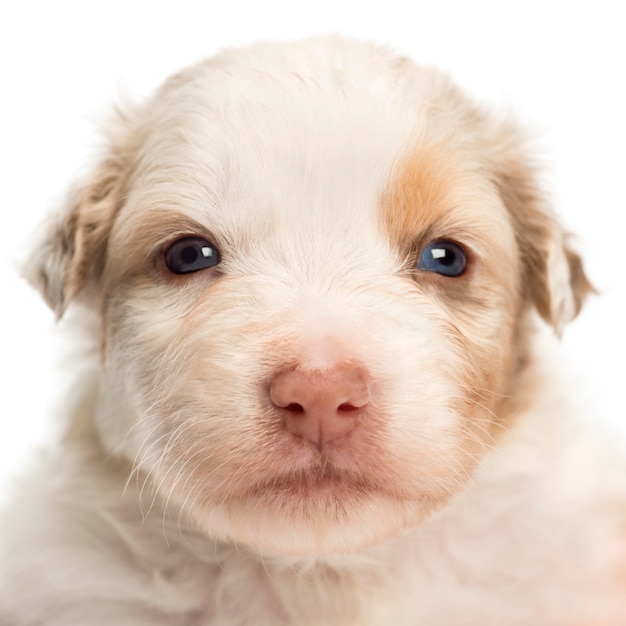 Close-up of an Australian Shepherd puppy, portrait against white background