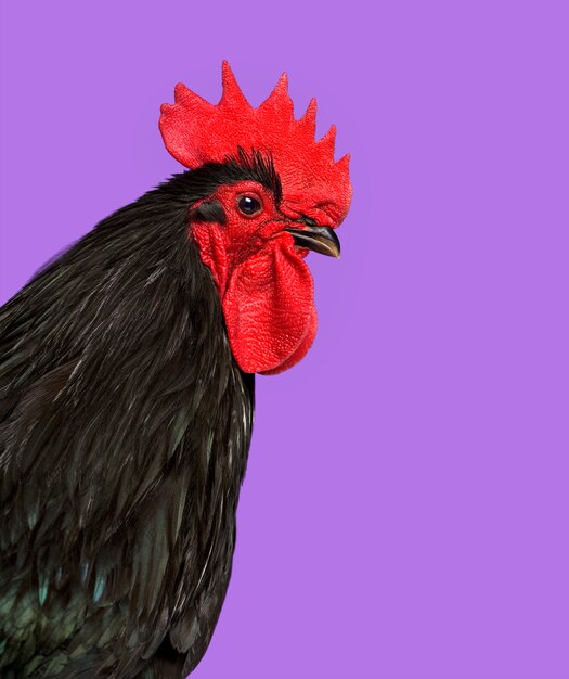 Foto primo piano di un pollo australorp su sfondo viola