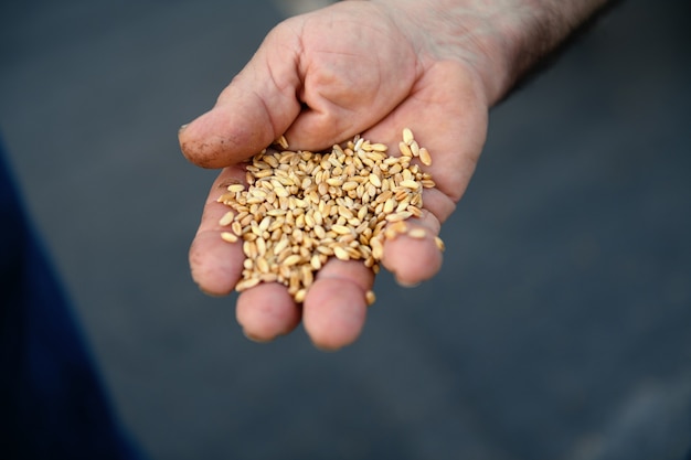 小麦の粒で本物の農家の手のクローズアップ