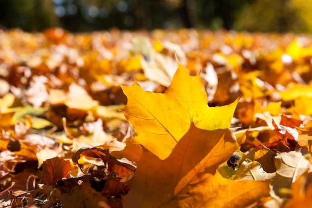 Close up on autumn forest