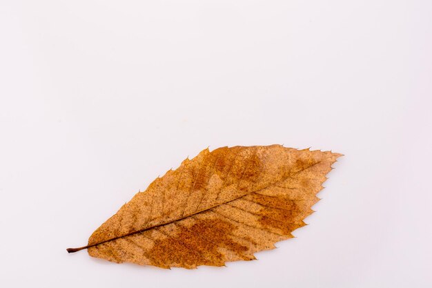 Close-up of autumn leaf against white background