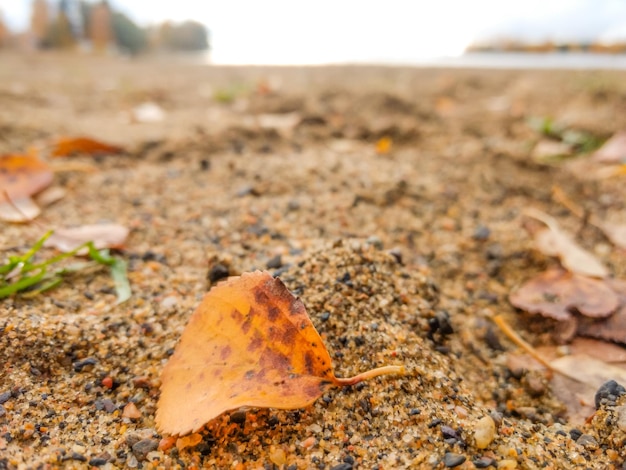 Photo close-up of autumn leaf on field