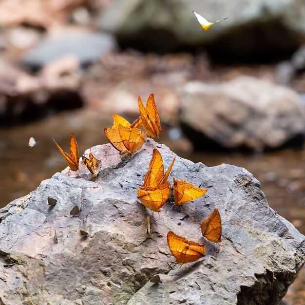 Foto close-up di una foglia d'autunno sulla roccia