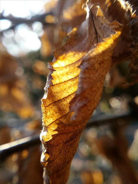 Close-up of autumn leaf on tree