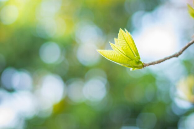 Close-up of autumn leaf