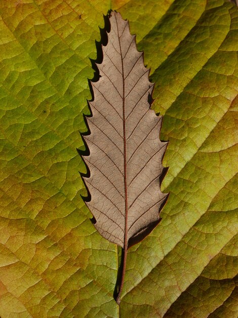 Foto close-up di una foglia d'autunno