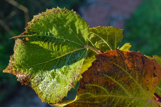 Foto close-up di una foglia d'autunno