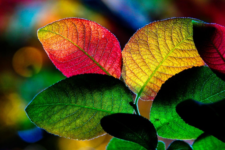 Photo close-up of autumn leaf