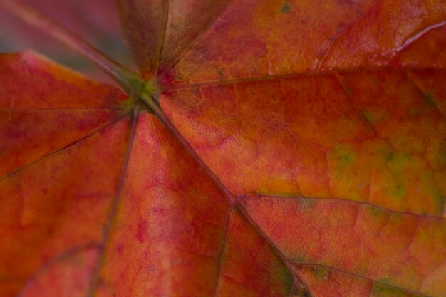 Close-up of autumn leaf