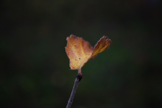 Close-up of autumn leaf