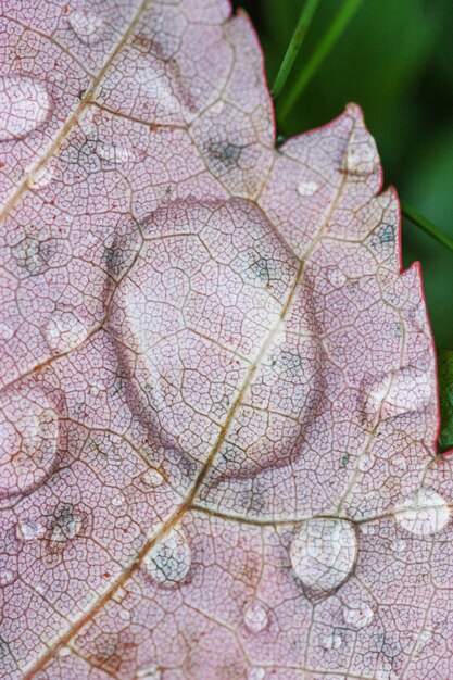 Photo close-up of autumn leaf