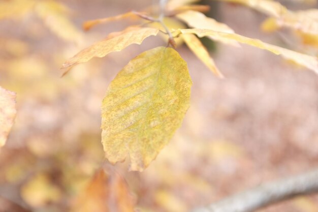 Close-up of autumn leaf