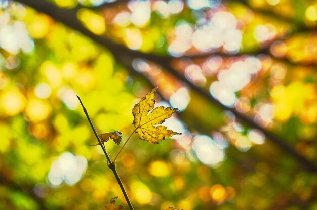 Close-up of autumn leaf