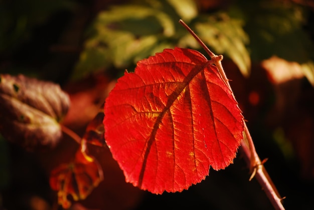 Photo close-up of an autumn leaf