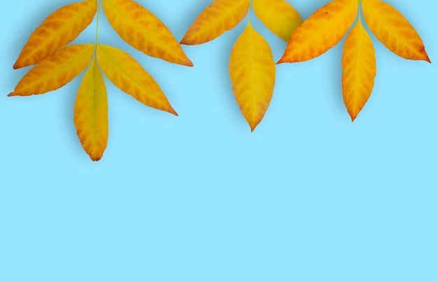 Photo close-up of autumn leaves against blue background