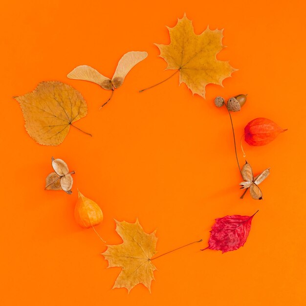 Close-up of autumn leaves against orange background