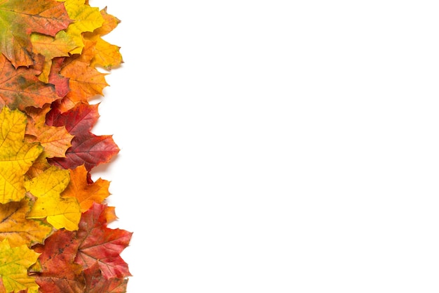 Close-up of autumn leaves against white background