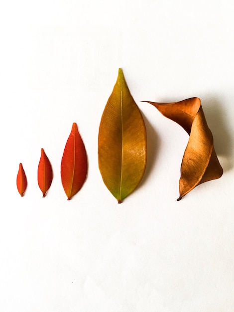 Photo close-up of autumn leaves against white background