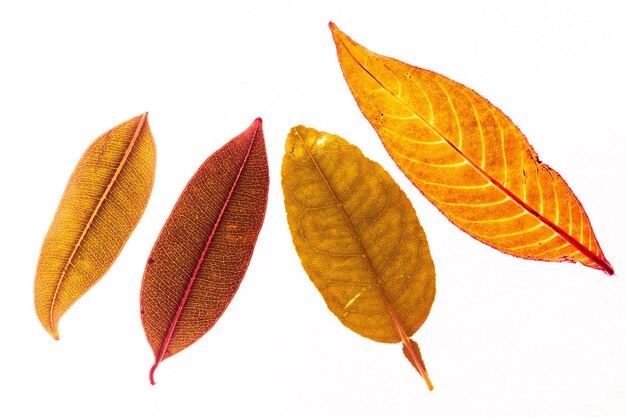 Photo close-up of autumn leaves against white background