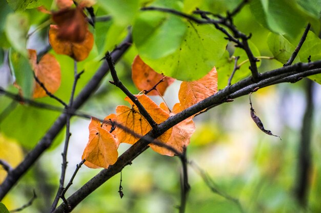 Close-up of autumn leaves on branch