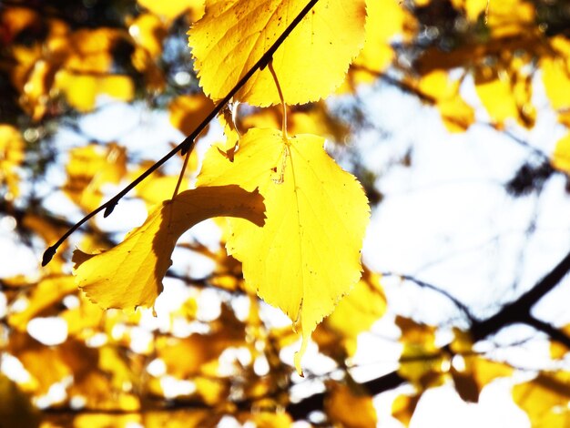 Close-up of autumn leaves on branch