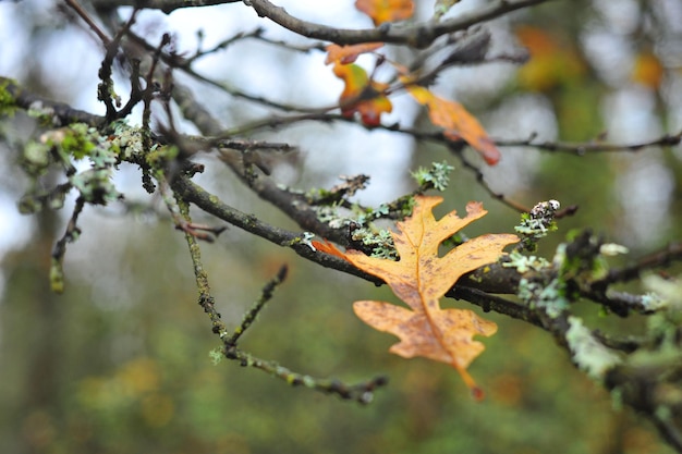 Photo close-up of autumn leaves on branch