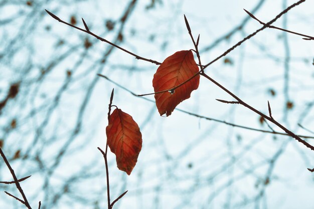 Photo close-up of autumn leaves on branch