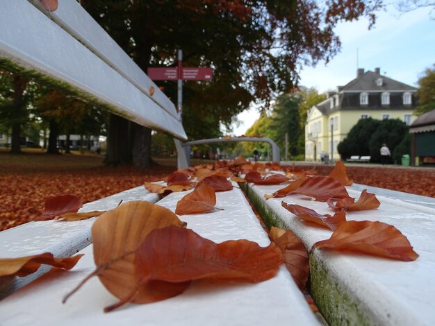 Photo close-up of autumn leaves on building